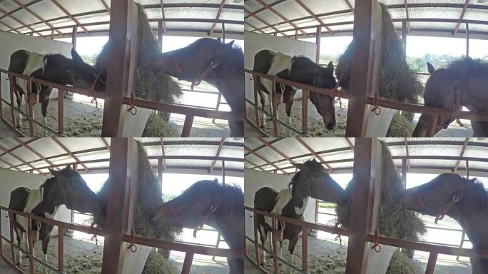 马在马stable里吃干草
