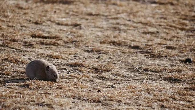 中国可可西里的鼠兔寻找食物