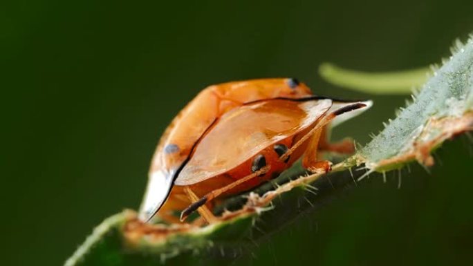 黑色斑点橙色龟甲虫