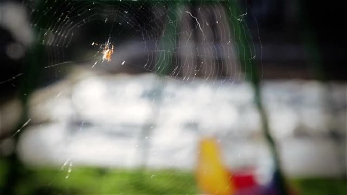 高清：蛛网蜘蛛和儿童秋千