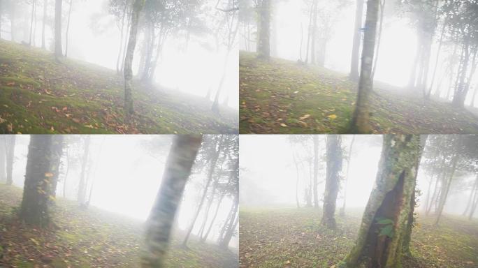 HD Steadium：山上的树木。早上有薄雾。