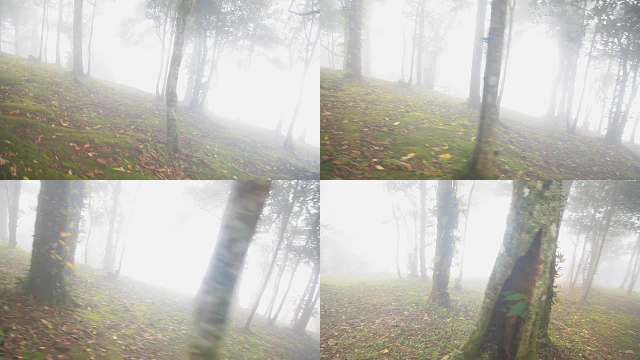 HD Steadium：山上的树木。早上有薄雾。