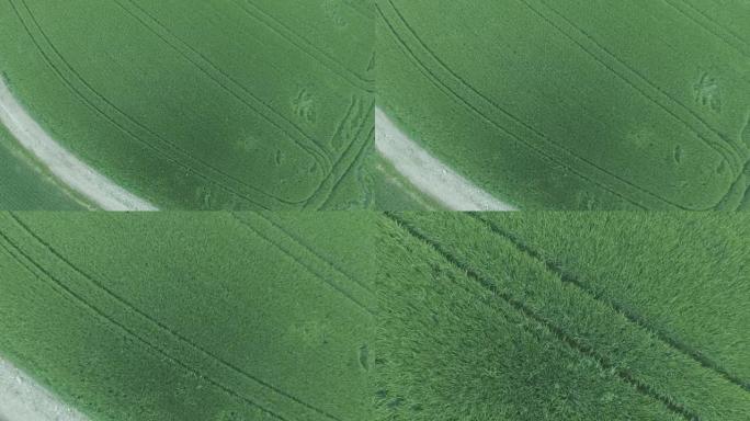 空中摄像机无人机在春季在大麦田上向下移动 (4K/UHD)