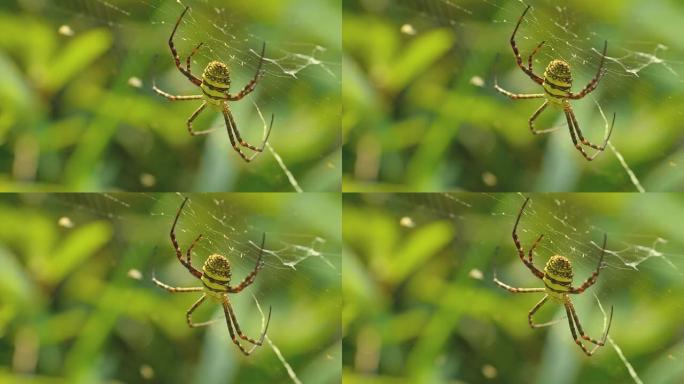 蜘蛛网上的蜘蛛蜘蛛网上的蜘蛛