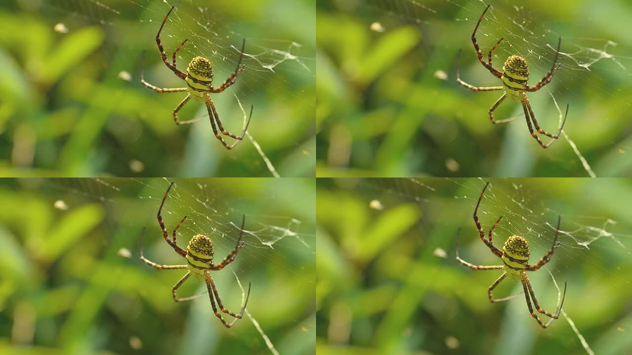 蜘蛛网上的蜘蛛蜘蛛网上的蜘蛛