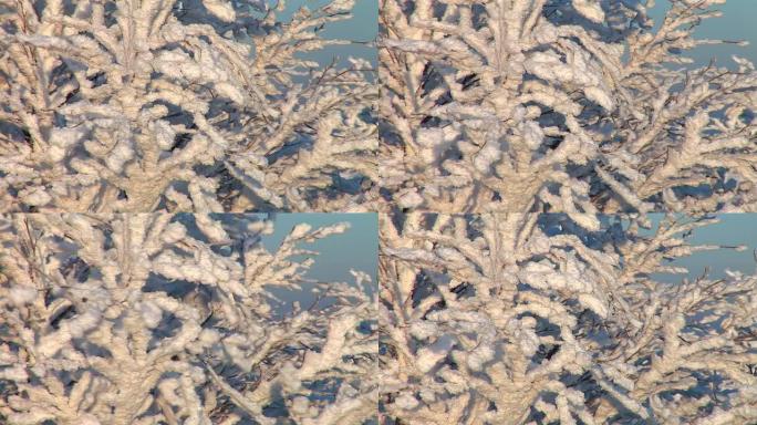 高清: 积雪覆盖的树枝