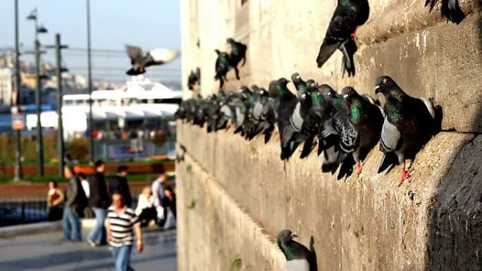 飞鸽|高清都市鸟类翱翔自由飞翔自然
