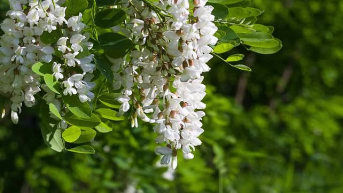 金合欢的开花。蜜蜂从金合欢花中采集花蜜。