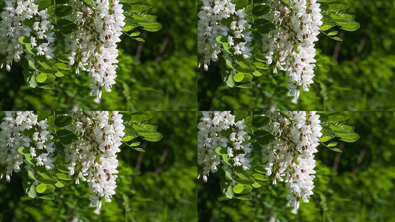 金合欢的开花。蜜蜂从金合欢花中采集花蜜。