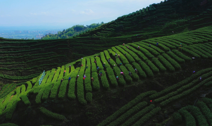 春季清明高山茶园采茶风景