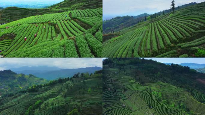 春季清明高山茶园采茶风景