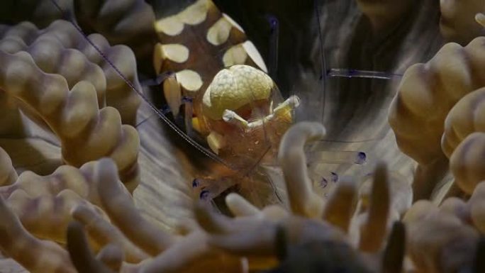 海葵虾在印度尼西亚海葵上清洁触角 (4K)