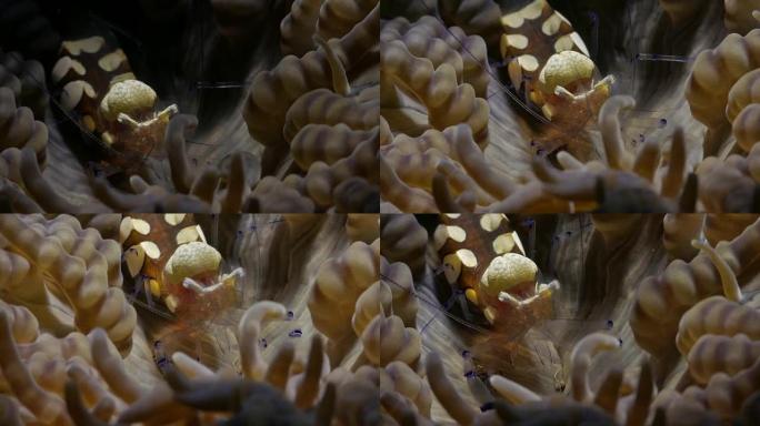 海葵虾在印度尼西亚海葵上清洁触角 (4K)