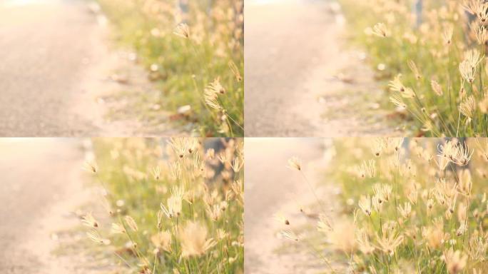 HD多莉：小草的小花