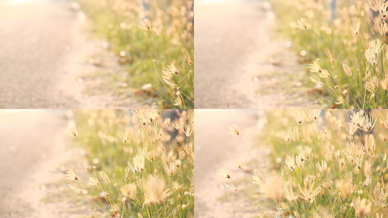 HD多莉：小草的小花