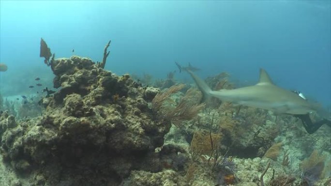 格雷里夫沙克海湾大海礁石鲨鱼