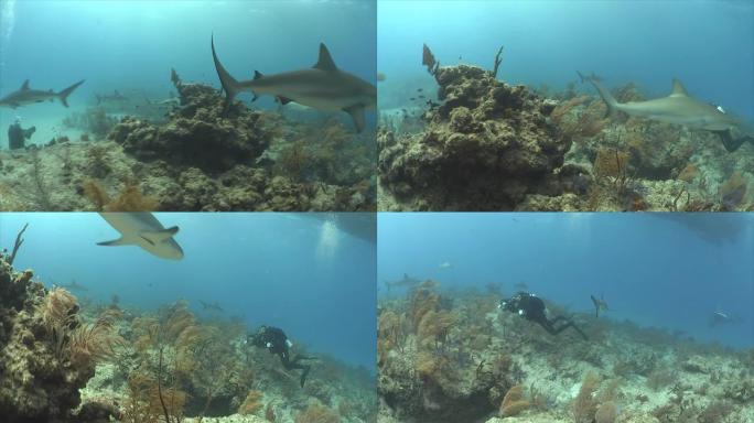 格雷里夫沙克海湾大海礁石鲨鱼