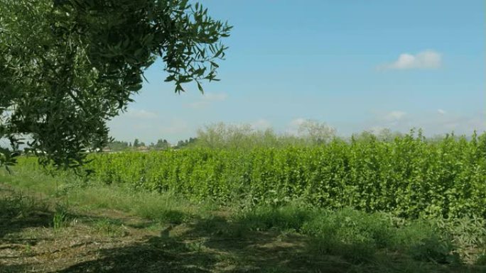 田野附近生长着绿色蔓延的橄榄树