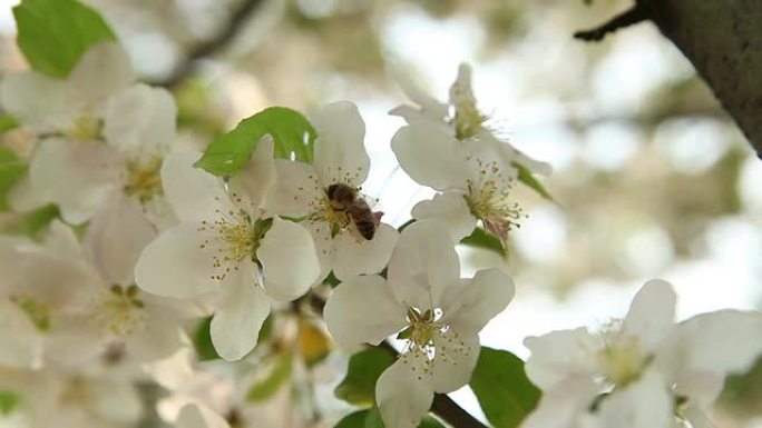 蜂风勤劳特写采蜜