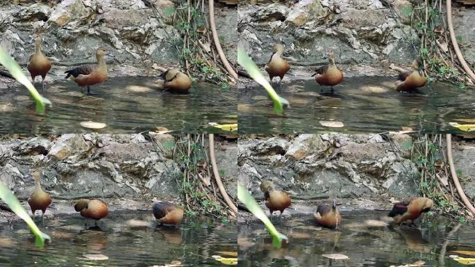 小吹口哨的鸭子在池塘里装饰羽毛