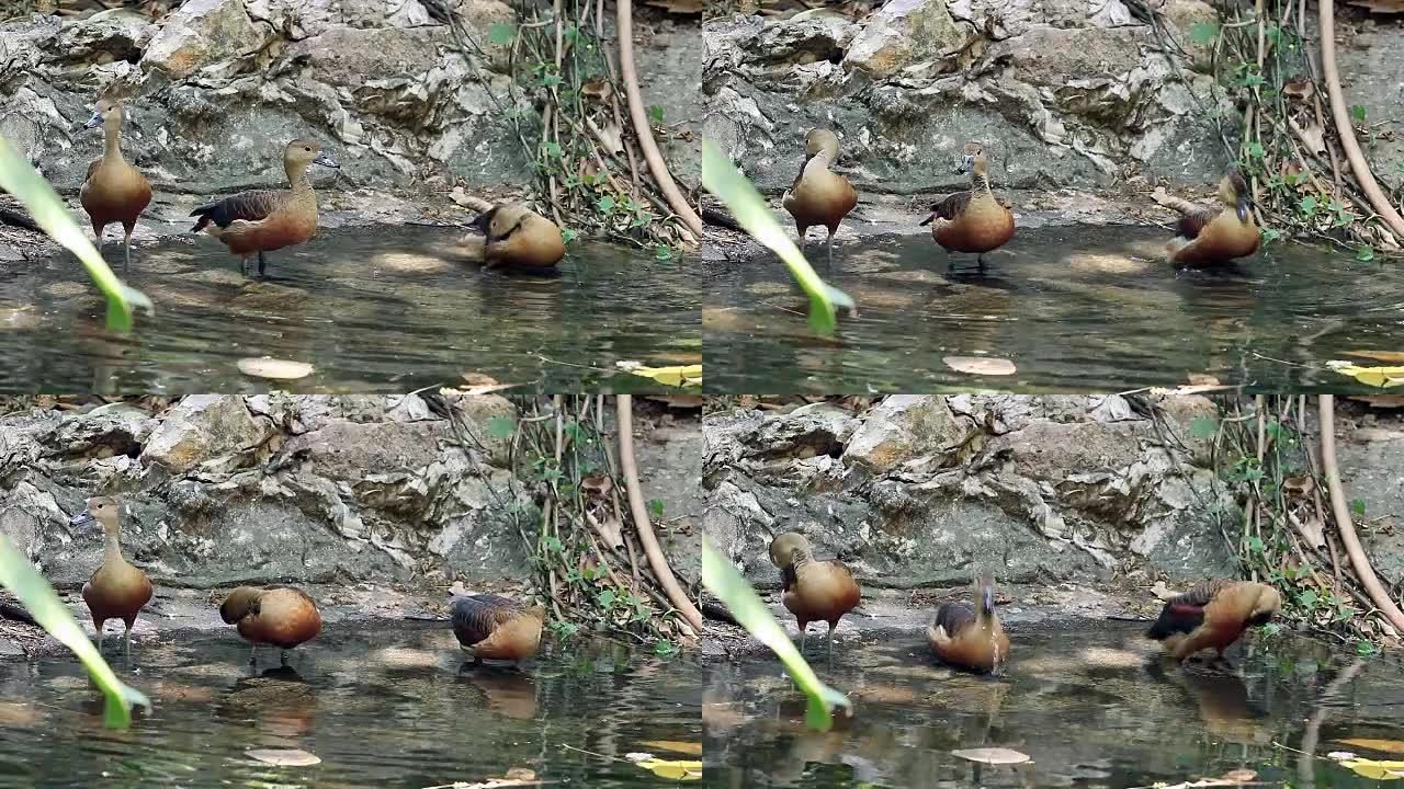 小吹口哨的鸭子在池塘里装饰羽毛