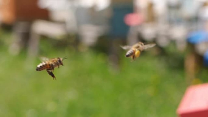 慢动作: 蜜蜂飞翔