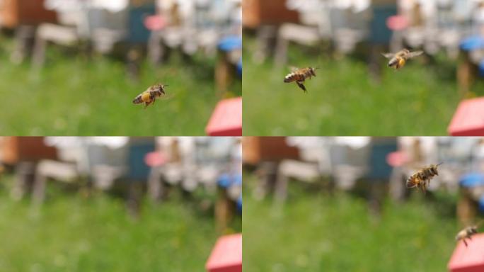 慢动作: 蜜蜂飞翔