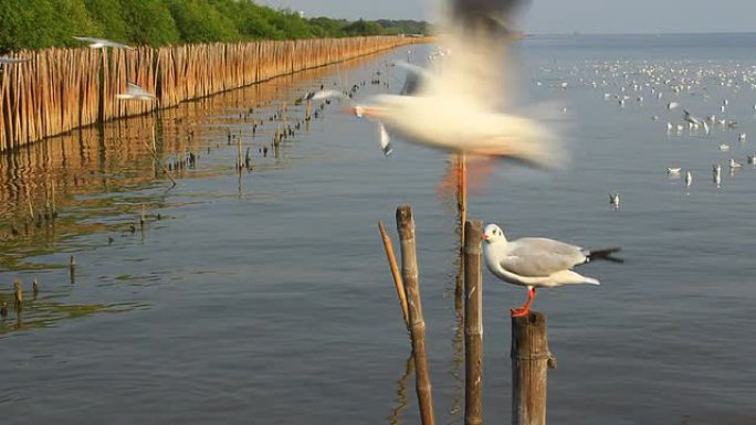 木柱上的海鸥