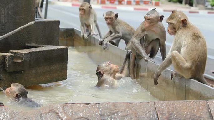 猴子在玩水。