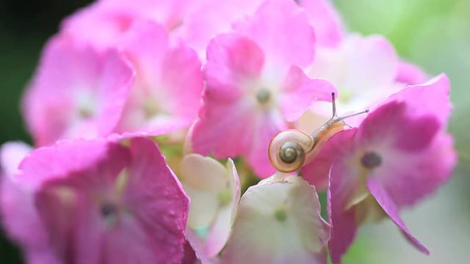 蜗牛大自然生物