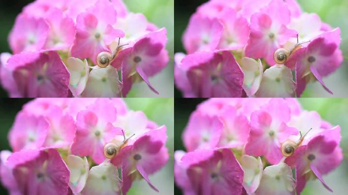 蜗牛大自然生物