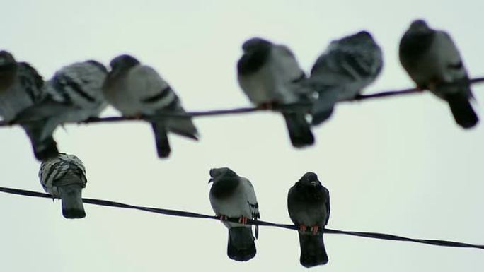 电线上的两只鸽子互相依偎在一起。