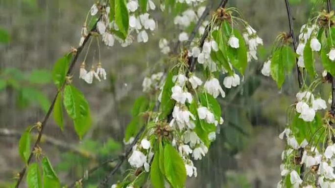 春季大暴雨落在开花树上特写 (4K/UHD)