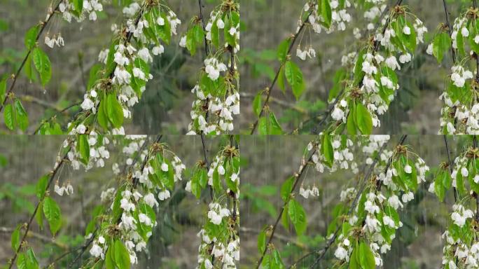 春季大暴雨落在开花树上特写 (4K/UHD)