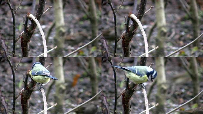 蓝冠山雀野生动物保护生物生态飞翔飞鸟