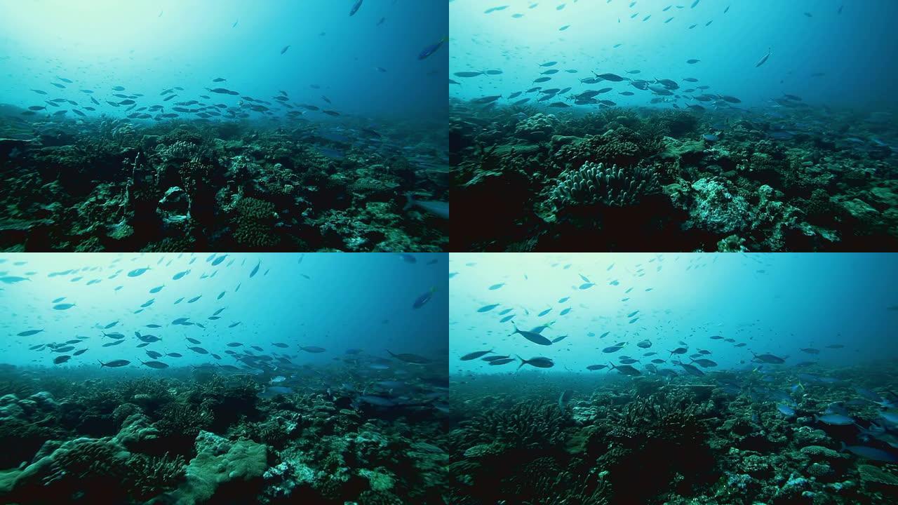 太平洋礁石上的鱼群