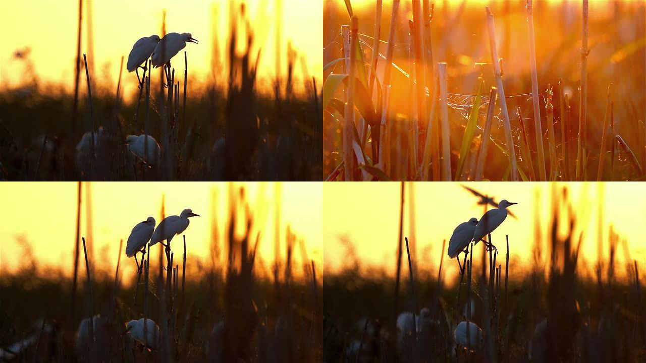 日出时的苍鹭日出时的苍鹭
