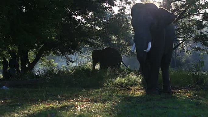 亚洲象清晨早晨阳光光影轮廓剪影