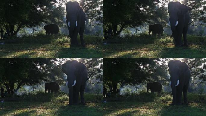 亚洲象清晨早晨阳光光影轮廓剪影