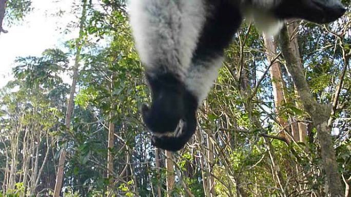 高清视频黑白皱褶狐猴倒挂马达加斯加