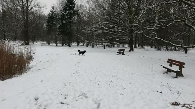 追逐飞盘的德国牧羊犬。公园里的冬天