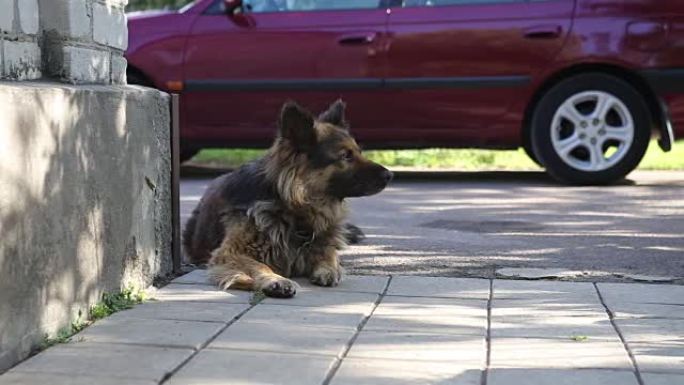 守卫院子的德国牧羊犬。狗在树荫下休息。