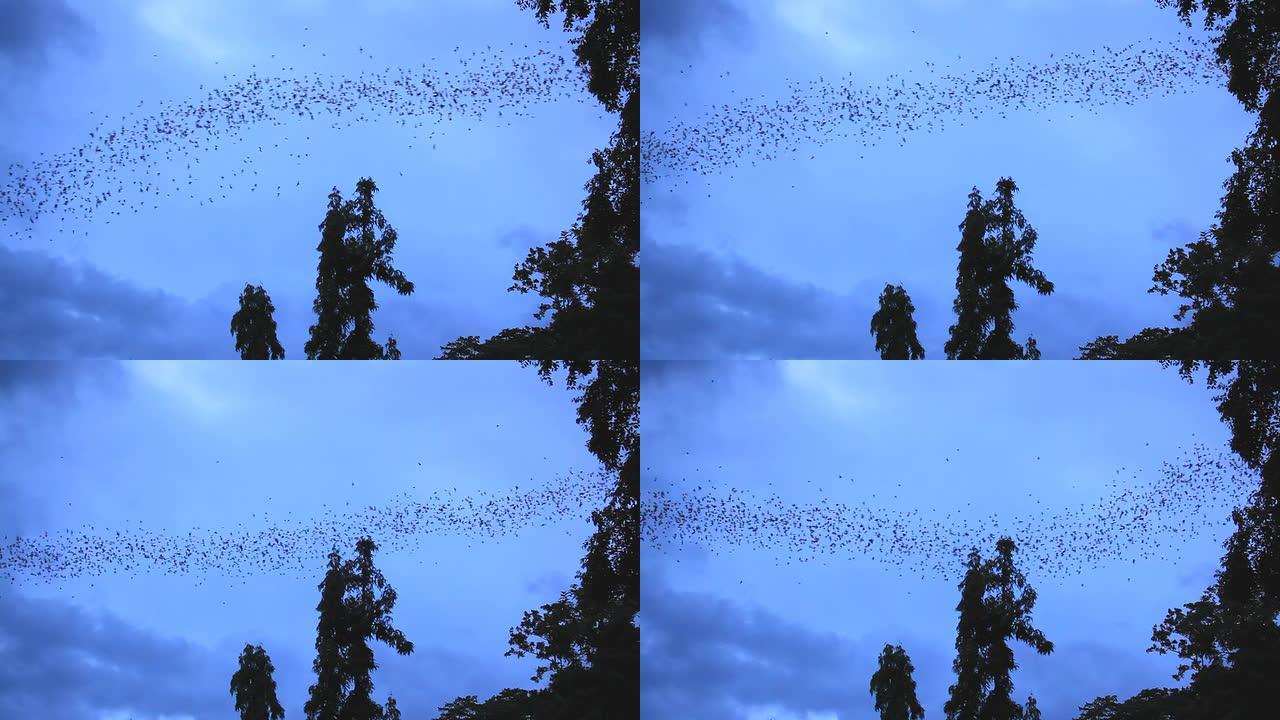 黄昏时分，数百万只蝙蝠从洞穴中飞出
