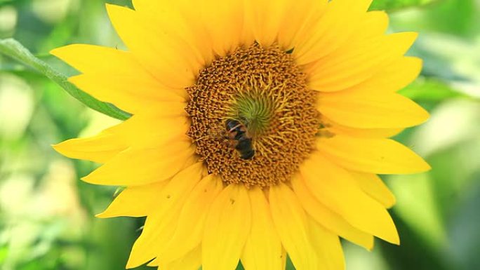 带蜜蜂的向日葵太阳花田园风光葵花籽油