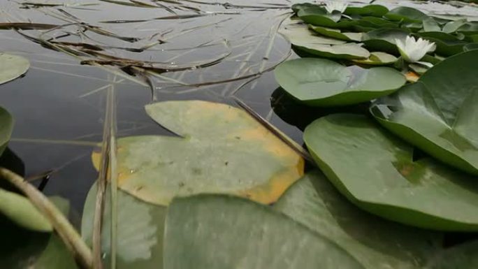 探索湖泊探索湖泊荷花百合