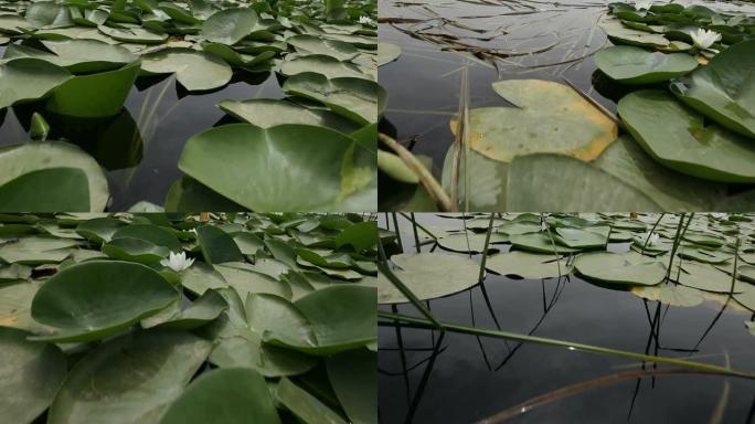 探索湖泊探索湖泊荷花百合