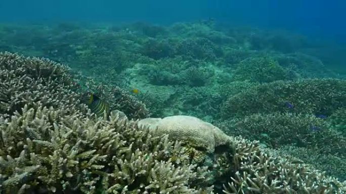 Healthy staghorn硬地口服reef下海,Sipadan,马来西亚