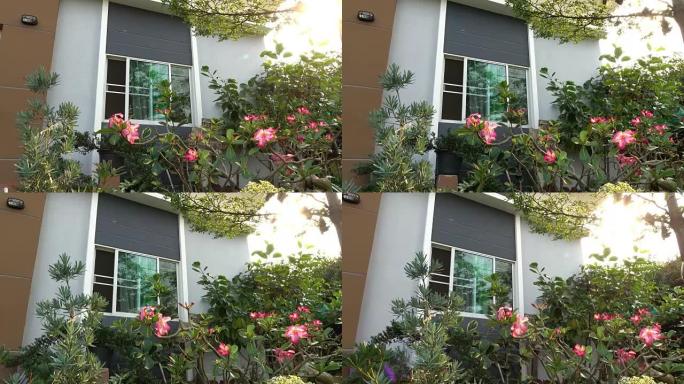 现代房子里的花园花，多莉拍了4k