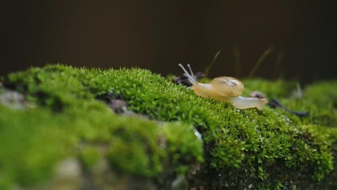 蜗牛蜗牛