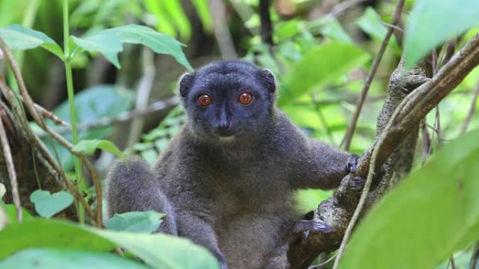 高清视频野生特有的白额棕色狐猴Nosy Mangabe马达加斯加